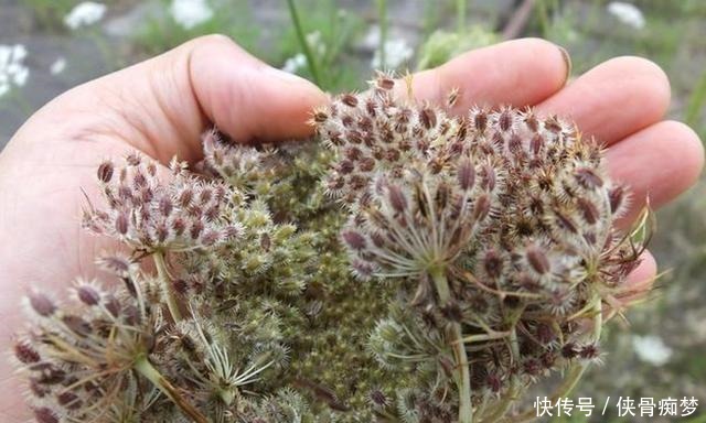 蛇床|如果它刚好长在你家地旁,请记得采摘草籽,有价值,并且很珍贵