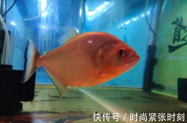 鱼缸里的观赏鱼，如果没有什么病，鱼腥味就不会很严重！