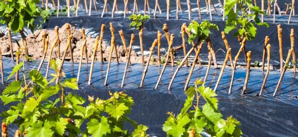 春天扦插育苗时,多备点“生根水”,插穗生根发芽就变容易了