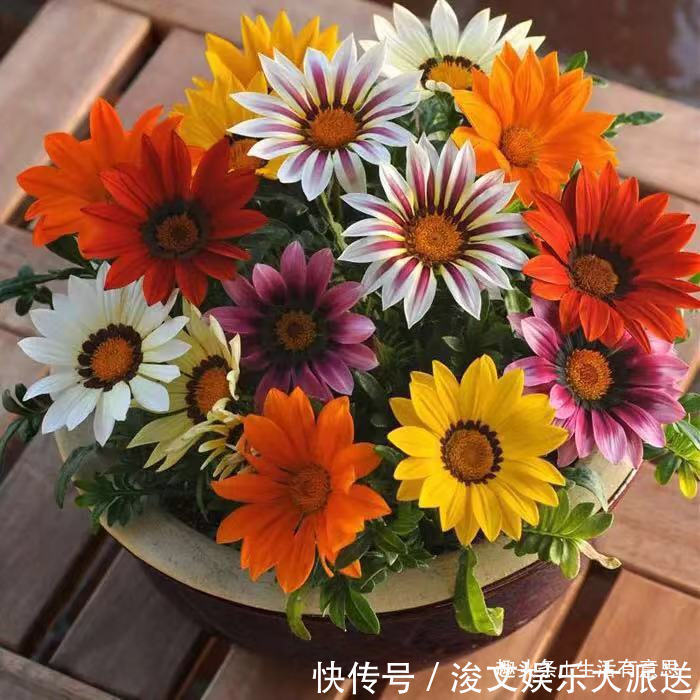 7月7花,生长在烈日下的“骨气花”,不死不伤,还能持续爆盆!