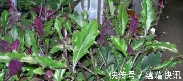 杂草|农村这种野草,叶子像被烧过,农民将它当杂草,殊不知是治病良药