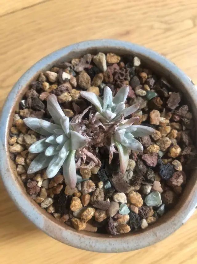 养成一个爱好的重要性和一个养肉人的日常!