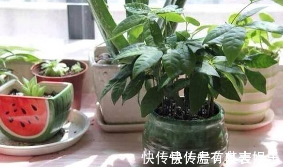 这几种常见水果吃完后核不要扔,不然亏大了,7天长成美丽盆栽