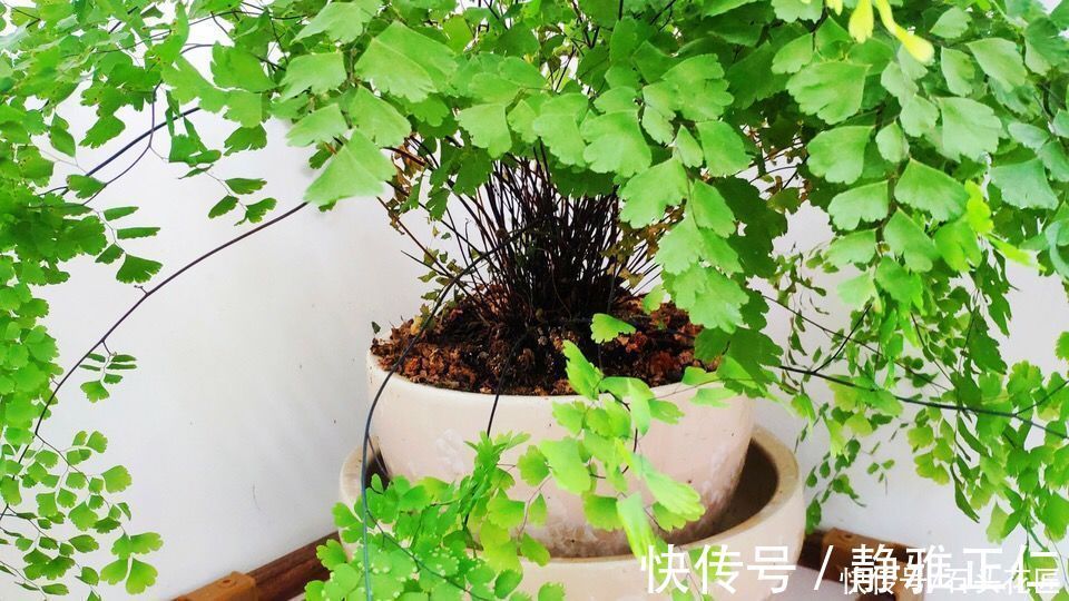 养文竹|都说冬天要“少浇水”,家里有“4种花”要勤浇水,预防黄叶