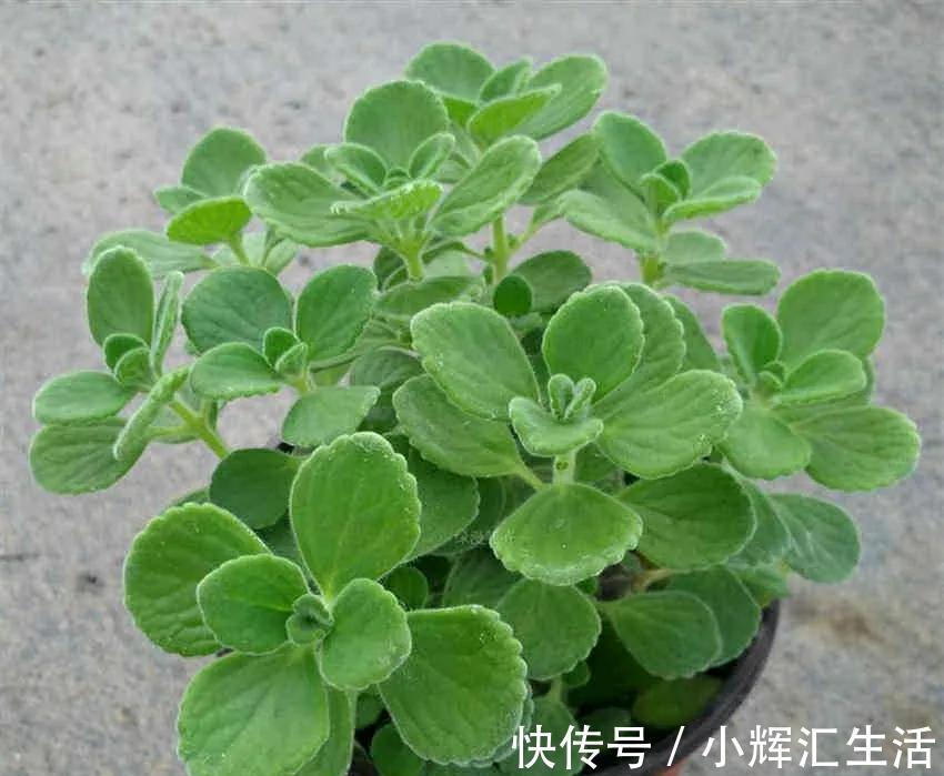 碰碰香脾气大，一不小心就散发清香，家里养一盆，很有好处