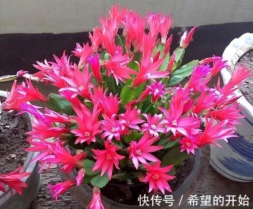 养护|蟹爪兰开完花，做好3件事，快速服盆，开出满盆花！