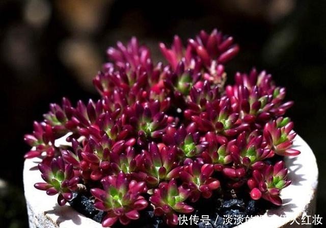 紫米粒“死不了”，怎么养都不死，喜欢“被虐”，3个月变一缸