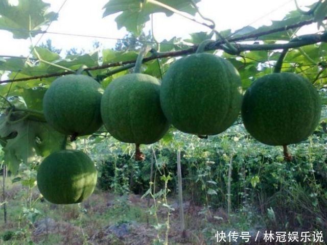 瓜蒌薤白白酒汤|医圣张仲景秘传的一个配方,仅仅3味药,却是心脏病的经典神方