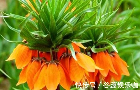 毒素|女性不想变老,常食4种食物,排出毒素,净化血液,促进血液循环