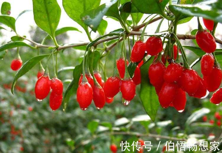 枸杞|农民想在家里种枸杞,具体该怎么做种完之后该怎样保存