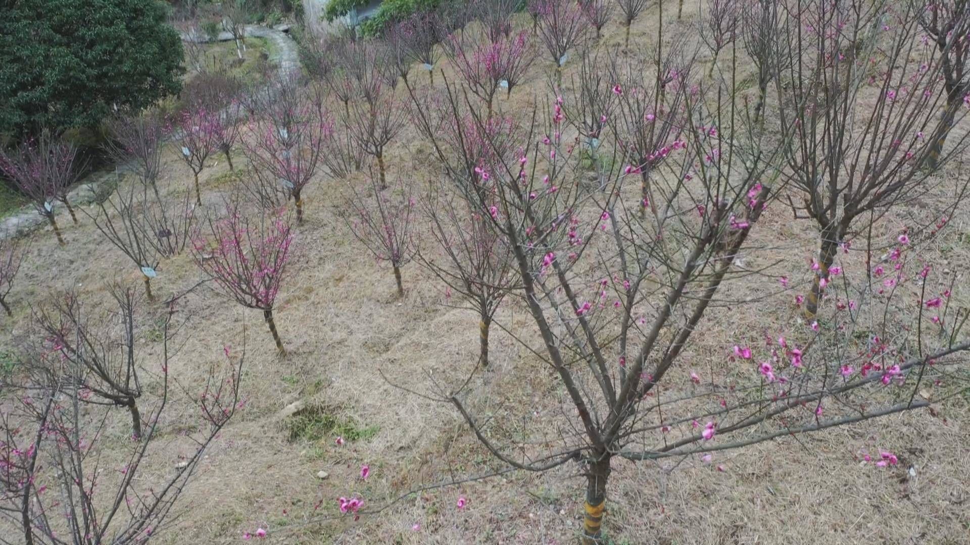 碗窑|快来赏梅！苍南碗窑梅园梅花初绽放