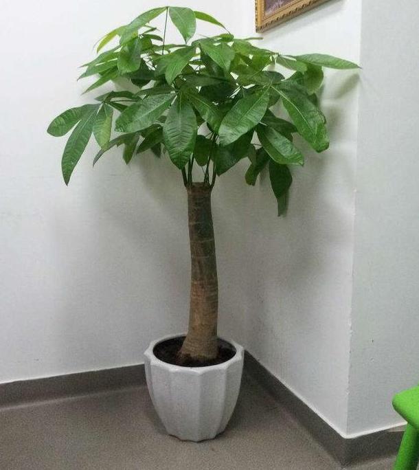 养殖花卉关键得选对花盆错了，会给植物带来3点''致命伤''