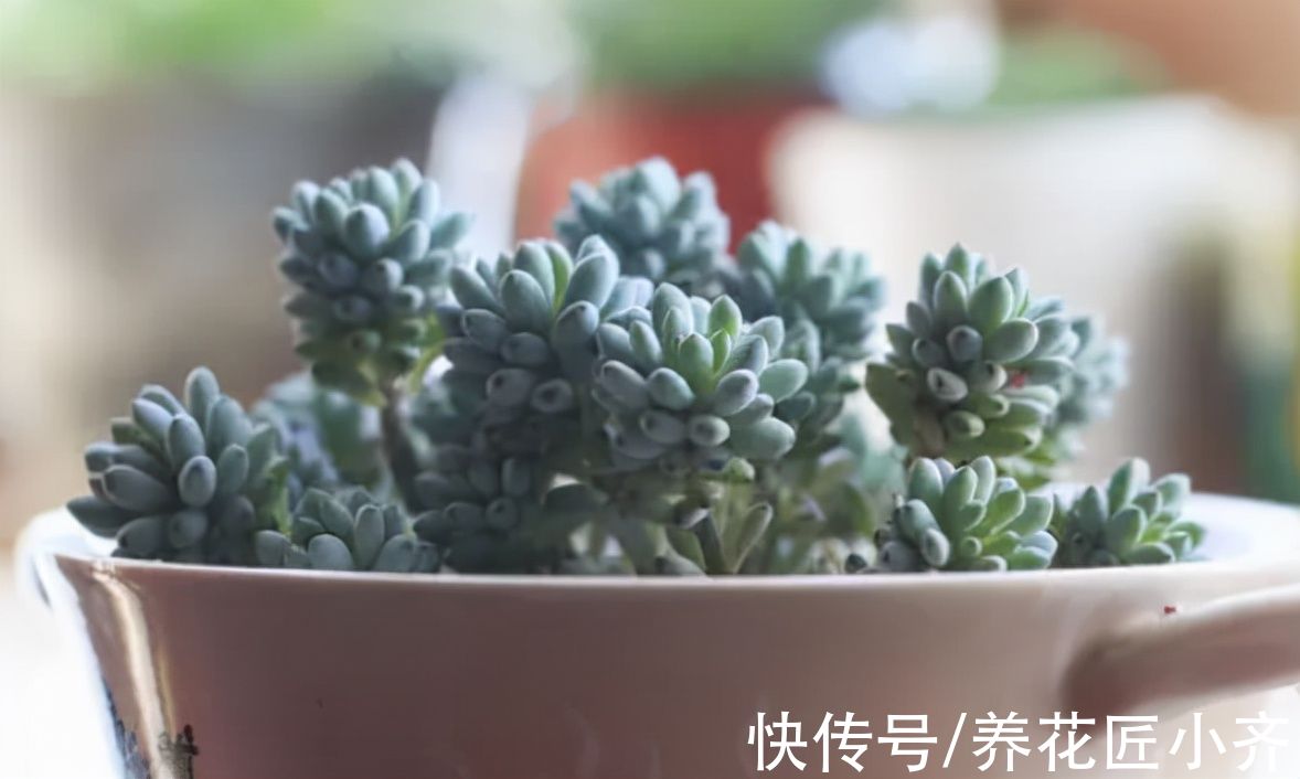 冬季养多肉有“5怕”,如果不避开,烂根化水很正常