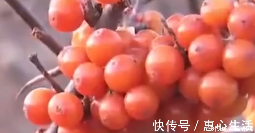 小孩|农村小孩都吃过的小野果，维C是山楂的十倍，如今一斤30元