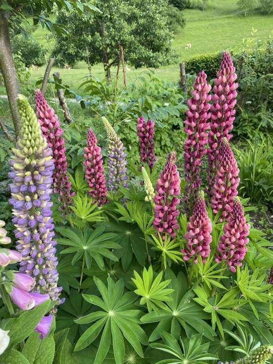 花卉|只能养1年的花,开完花就抓紧时间扔掉,再养也不开花