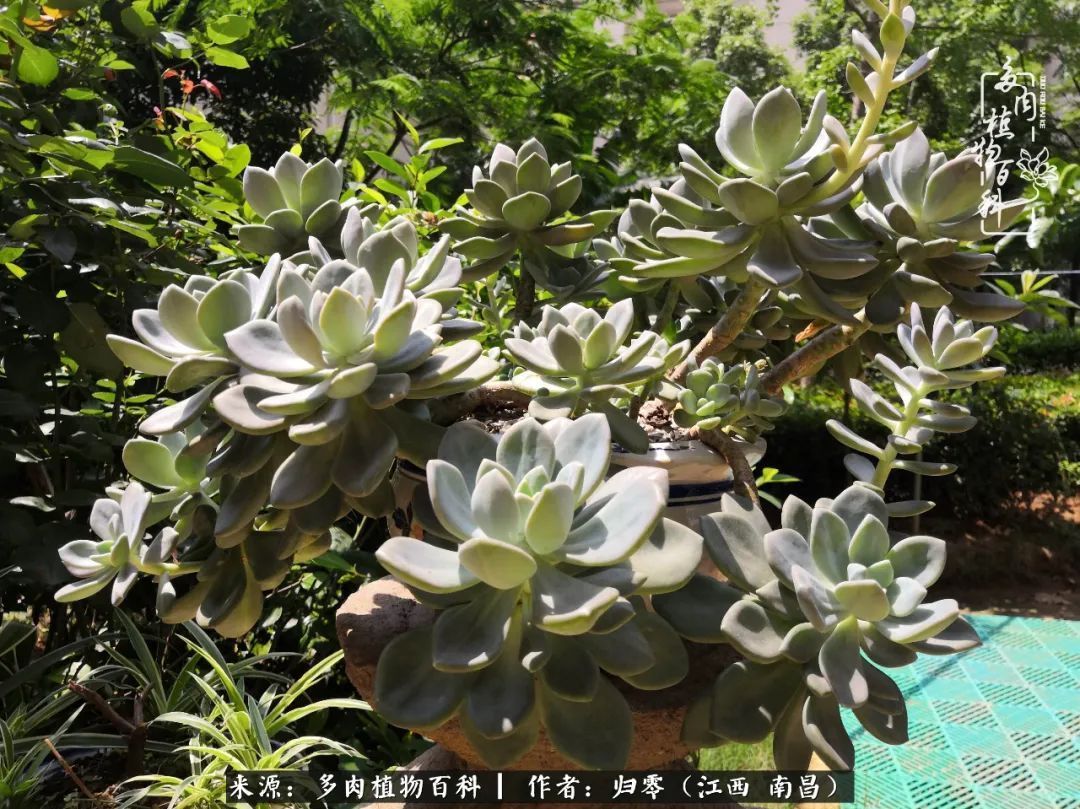 肉肉|人生转个弯,在小院遇见落入凡间的多肉小精灵!