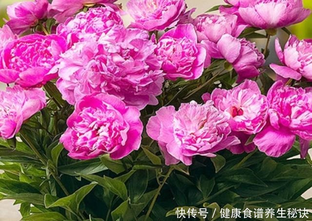 老妈养花从来不买肥，就只浇一种水，盆盆都很旺，年年狂冒花苞！