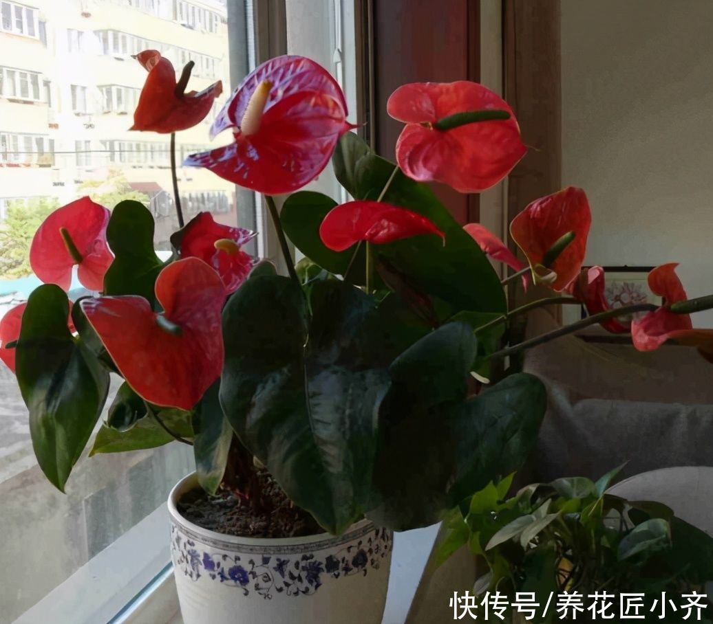 植物|家里光照弱，可以养什么开花植物？养这3种，光照强了反而养不好