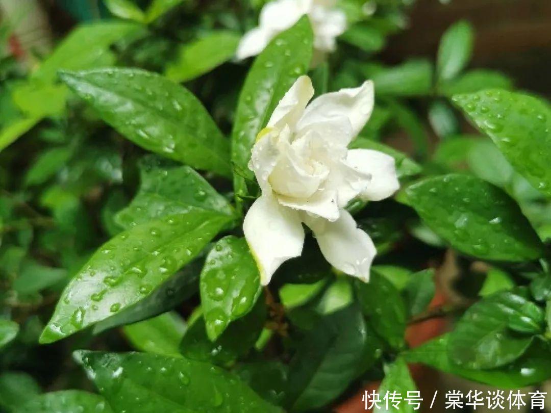 酸性|天生爱淋雨的花,多淋几次,连肥料都省了
