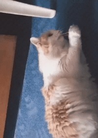 |搞笑GIF：扎心了 遇到这种情况 先捂住膝盖还是先捂脸