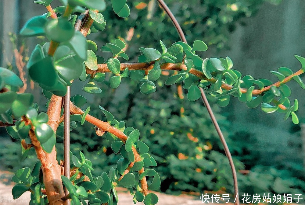 宁干|金枝玉叶浇水时,掌握好4个技巧,就能不黄叶,不烂根,枝繁叶茂