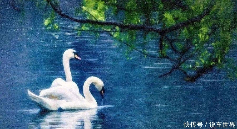 天鹅(枫林朗诵作品)|聆听| 天鹅