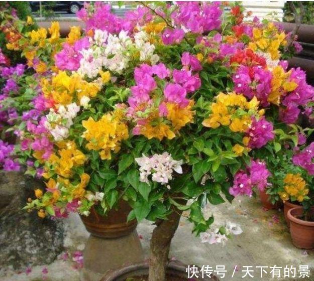 女生必养“3种花”，花朵漂亮又好养，满屋子飘香，心情好