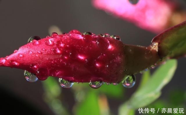 最畅销|蟹爪兰换盆时间温度为主,季节为辅!这样换盆更合理!