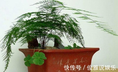 橘子皮|还经常把花卉养死学会这5个技巧就再不会把花养死了!