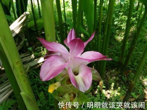 仙气十足|野外常见的1种漂亮花,开花仙气十足,遇到忍不住想带回家