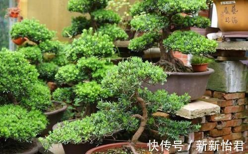 藏家|受人追捧的罗汉松,一树难求,价格昂贵是一方面,主要是珍贵稀少