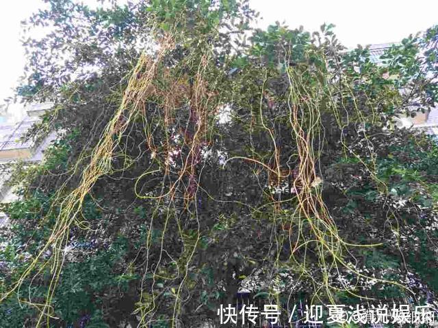 堪称生物入侵的花，千万别在家养，泛滥了可不好收拾