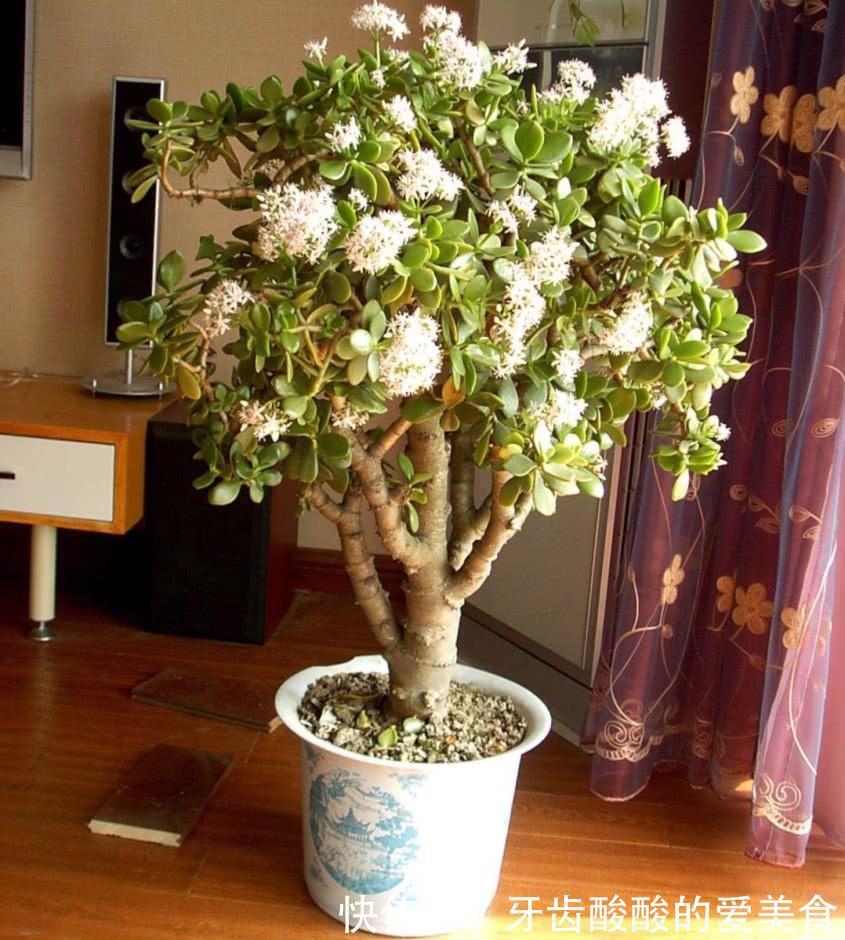 五种“大老桩”却要小盆养,用对盆,少管多晒更利于生长