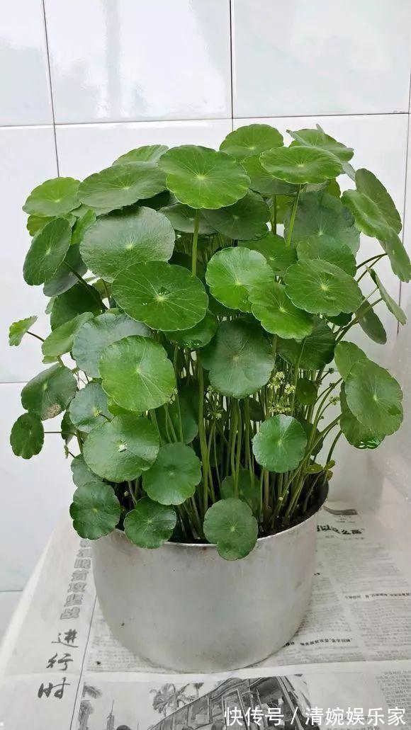 咋“折腾”都不死的4种花，越修剪越旺，很难养死