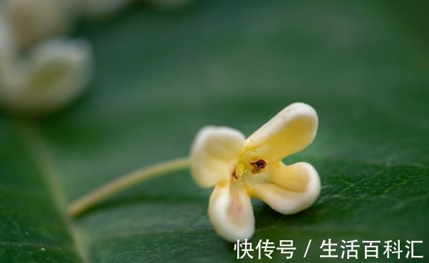 栽种|院子里有空地要种三种树,没空地挤挤也要种,寓意深远