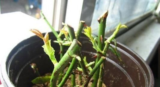 扦插月季学会5种方法，一个“窍门”全能活，小苗“泛滥”，变成月季园