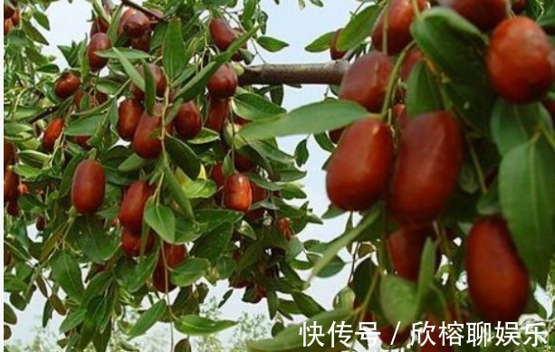 葡萄糖|大枣美容祛斑,增强免疫力,农民种植大枣重点掌握四点,稳产增收