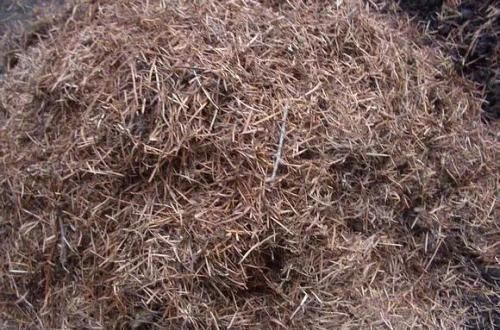 营养土|花盆里垫点这东西，营养土都不用买，养花全年不烂根