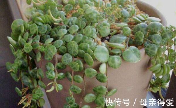 养花试试这几款,吊起来,它会长成一株非常美丽的瀑布藤蔓