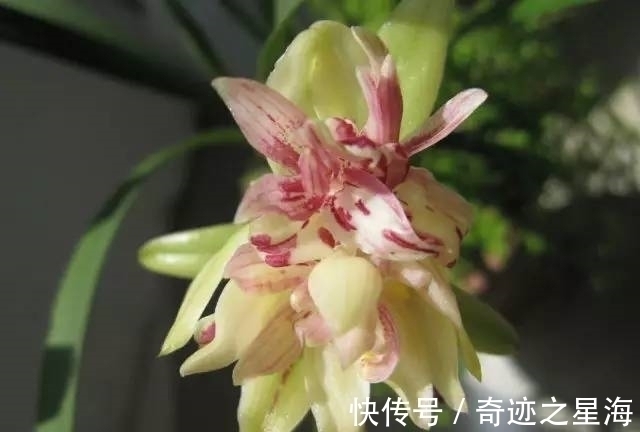 兰花中的“仙女”—富山奇蝶,花色清新香味浓,花型雅致,易养护