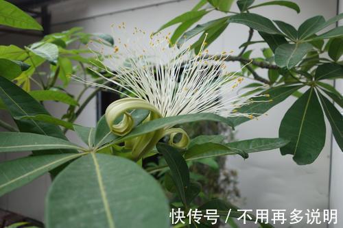 富贵竹|“6种旺财花”，房子小也要养1盆，开花更是好兆头，富贵吉祥