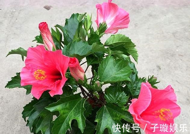 叶片|买的花卉“黄泥土”，教你换盆“小技巧”，叶片不发黄，生长旺盛