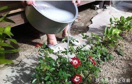 夏天养花,3种水不要浇,浇一盆死一盆,多数人不明原因
