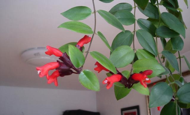 吵架|珍惜这几个星座男,吵架后会主动低头认错,只因他们太爱你