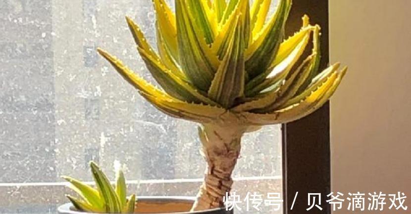 该怎么种植“家庭小药箱”芦荟?多注意4点,茎叶肥美多汁