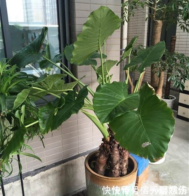 生物碱|四种不宜养在室内的花,长得好看,却带毒,尽量别养在室内