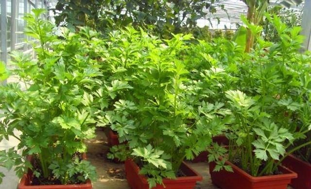 阳台上种上一盆这些蔬菜,不用买菜还能当花赏,快来种一盆