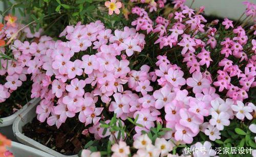 阳台养花选它,花期超半年,花朵艳丽,一次能养上百盆!