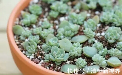 春天扦插好时候,7种花草,摘片叶子插土里,好养易生根