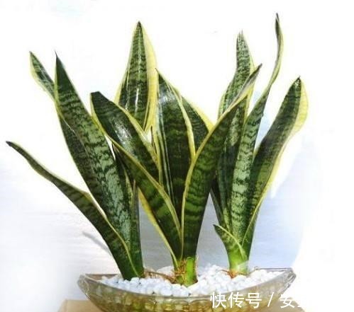 叶片|养花真的不要钱,这3种花摘片叶子放土里,生根就是小盆栽